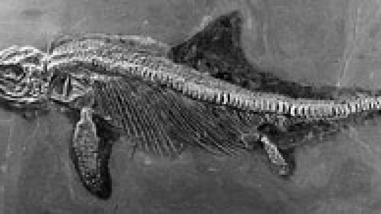 Photo: fossil of an ichthyosaur 