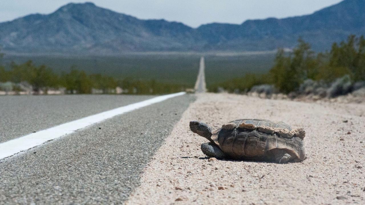 Desert tortoise