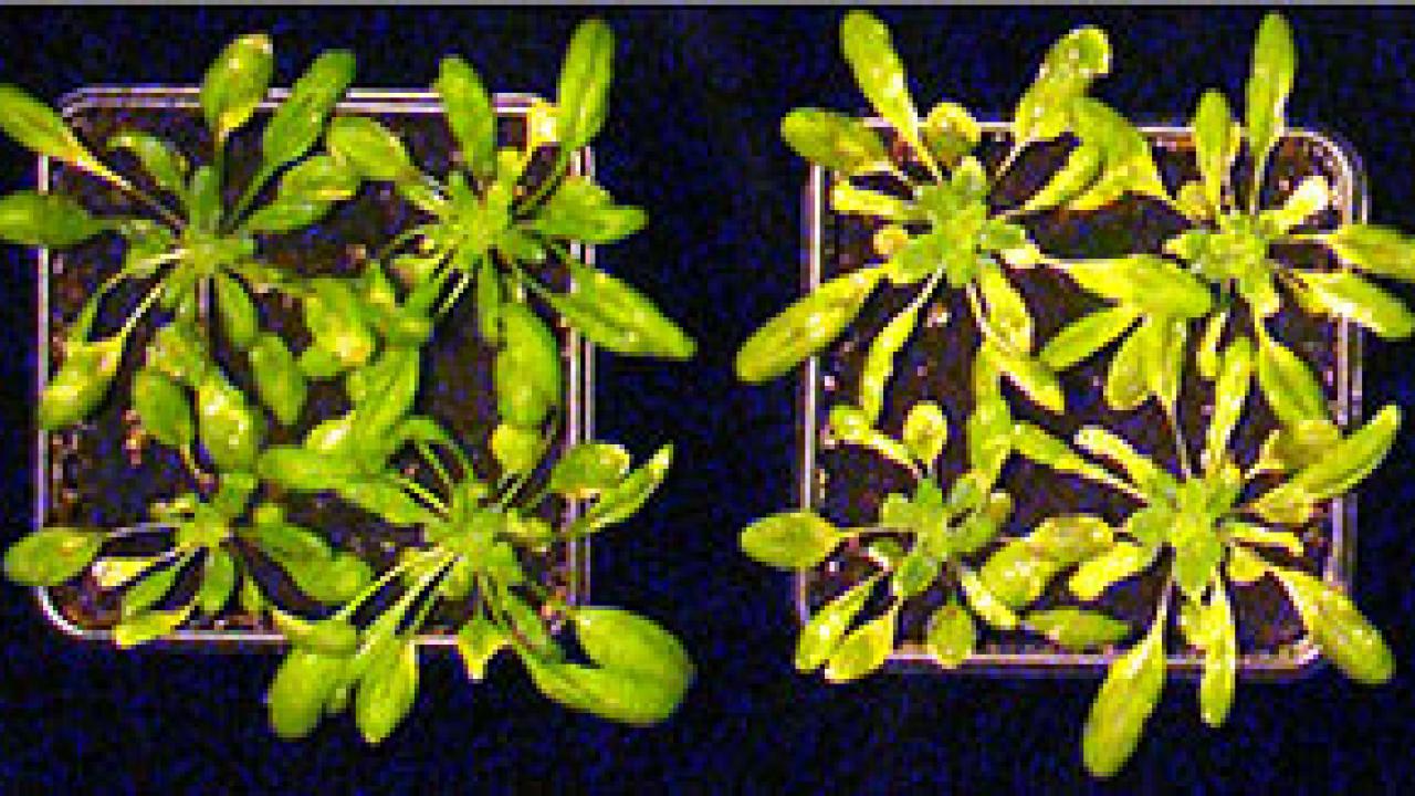 Two plants in containers, with the plant on the left more robust and greener