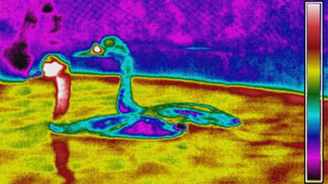 Photo: Infrared photo showing two birds floating in water.