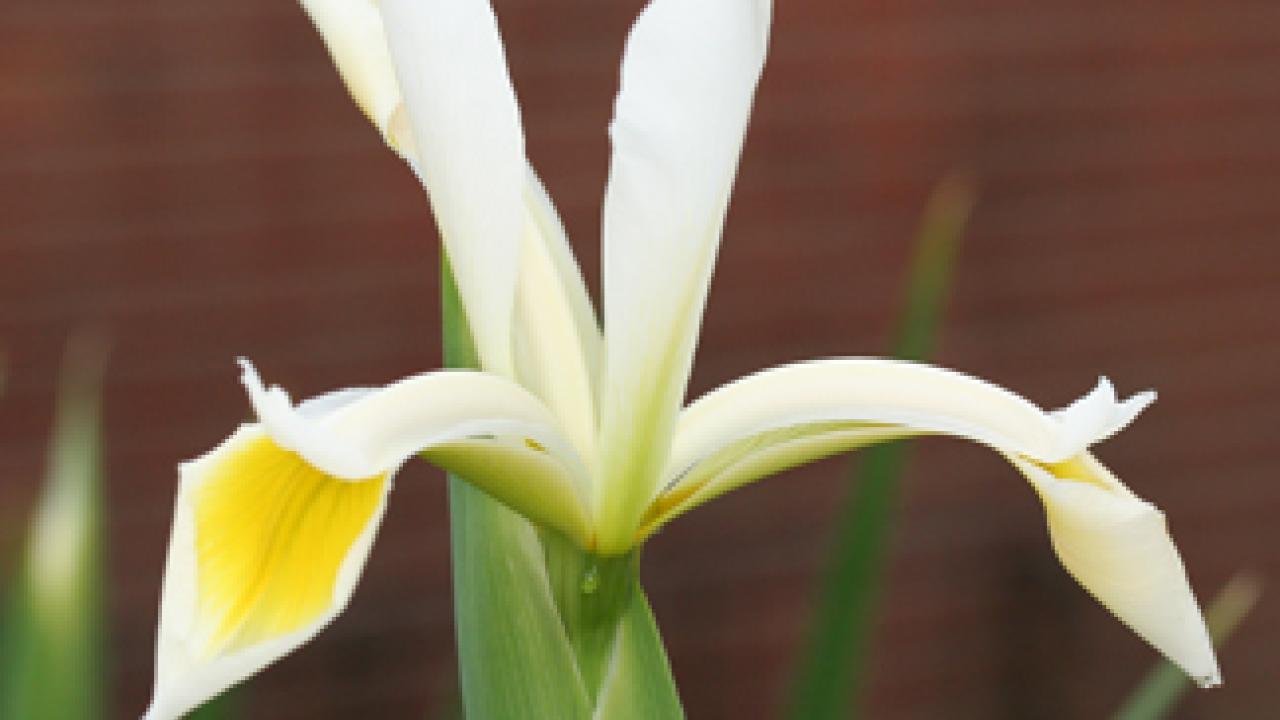 Photograph by campus electrician David Vitek shows morning dew on a fresh iris bloom in the arboretum on April 5.