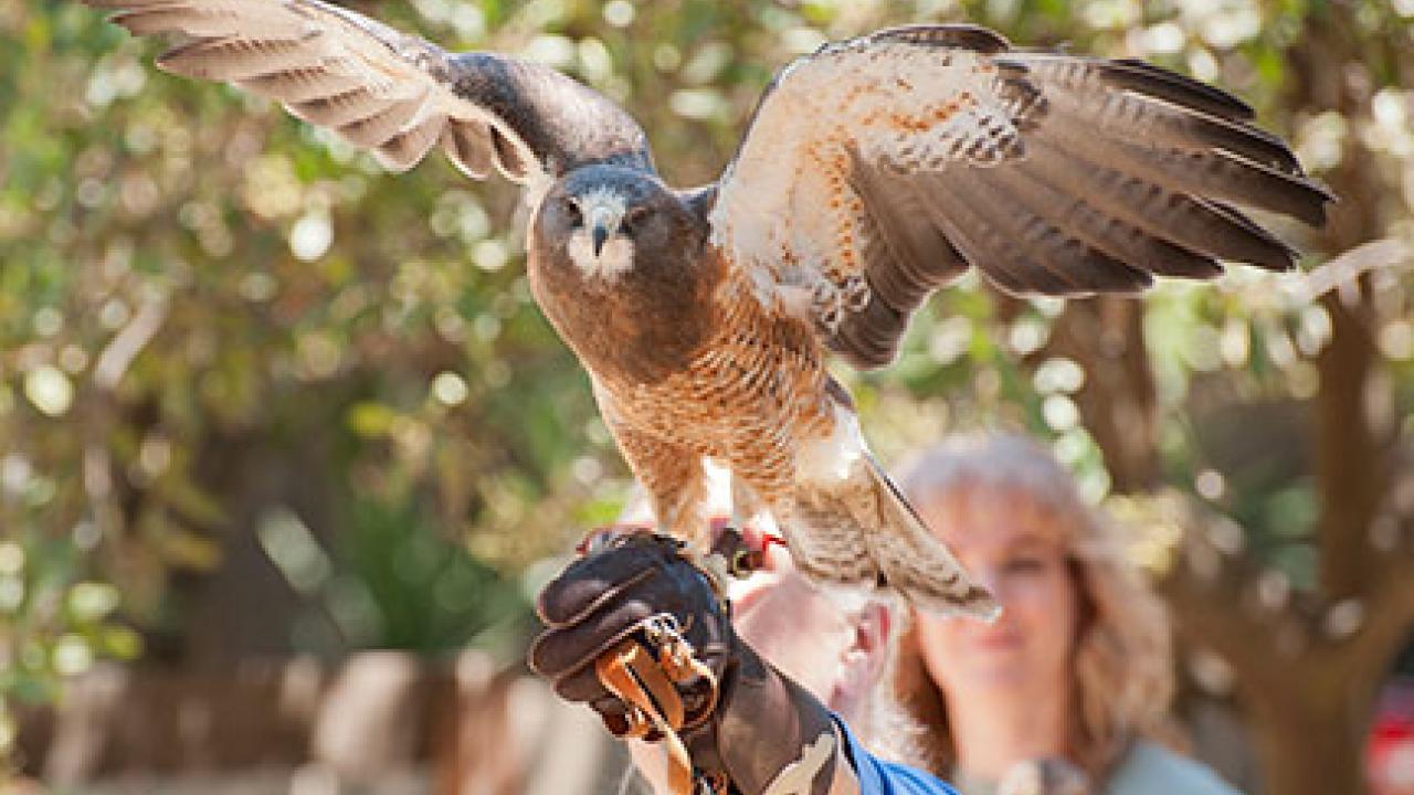 Photo: Grasshopper, a Swainson&rsquo;s hawk, California Raptor Center

 