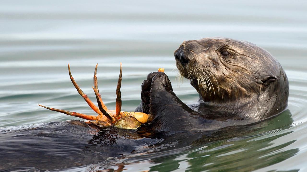 southern sea otter eats a crab while floating on back