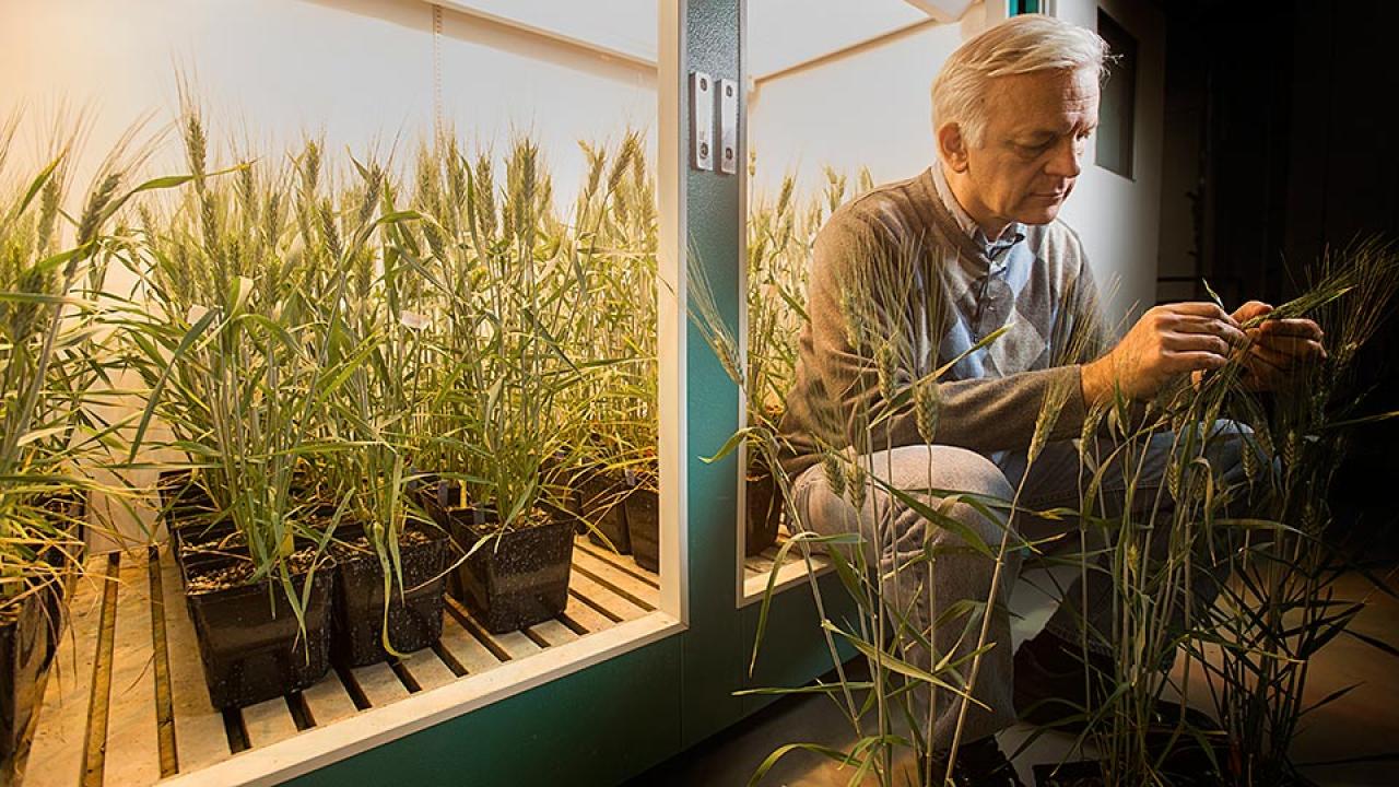 Man sits in front of lighted chamber filled with potted wheat plants and examines one plant.