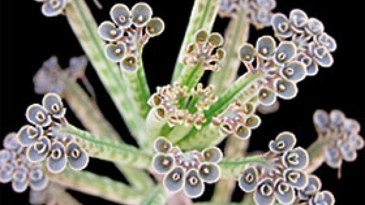 Photo: closeup of a housebland with many blossoms