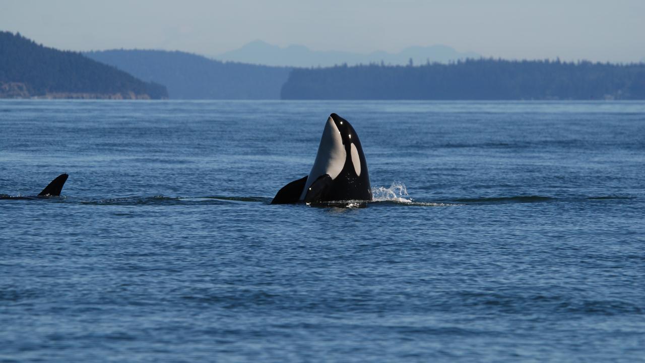 Killer whale rising from ocean