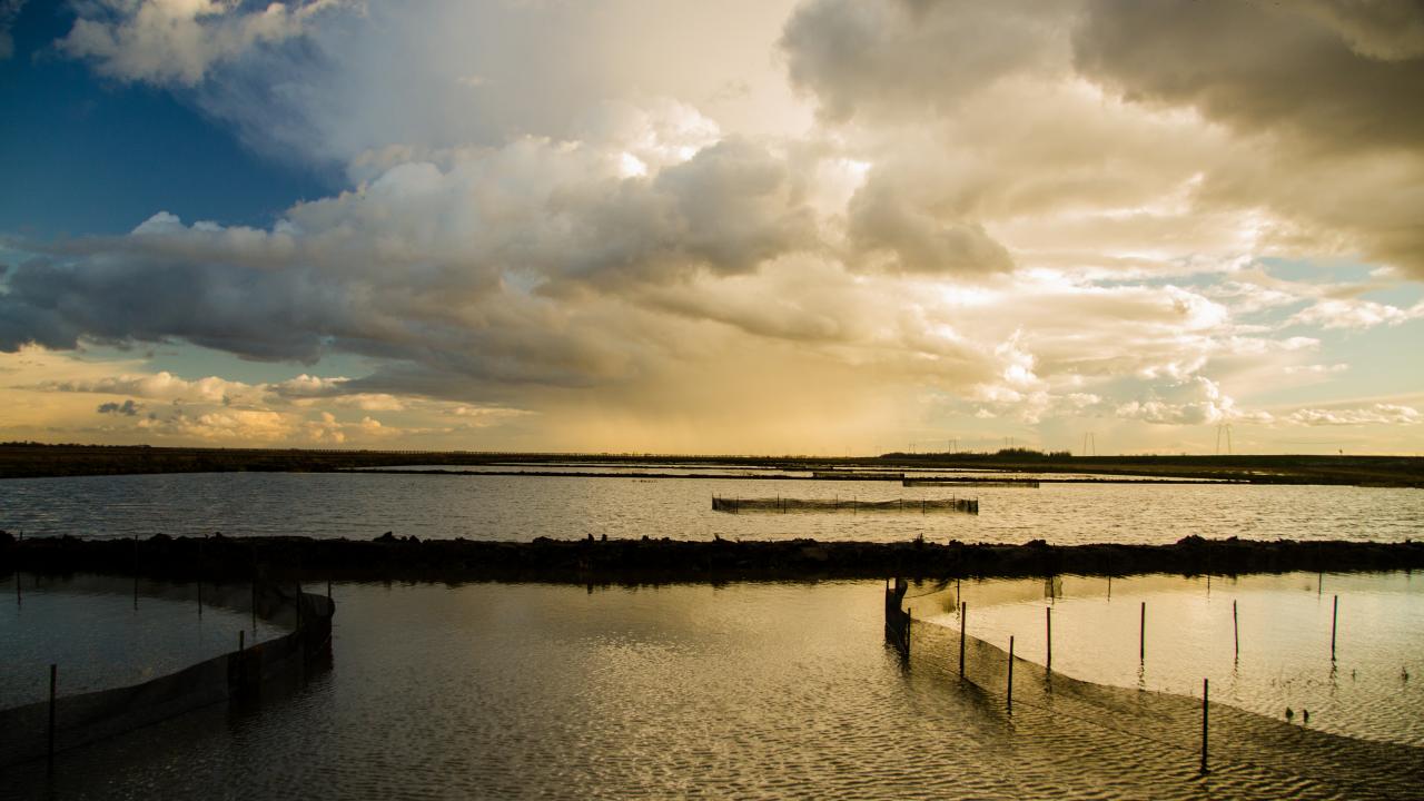 Yolo Bypass floodplain and experimental enclosures