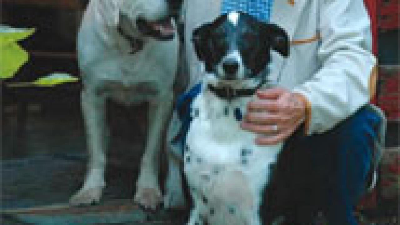 Photo: man sitting on porch with two dogs
