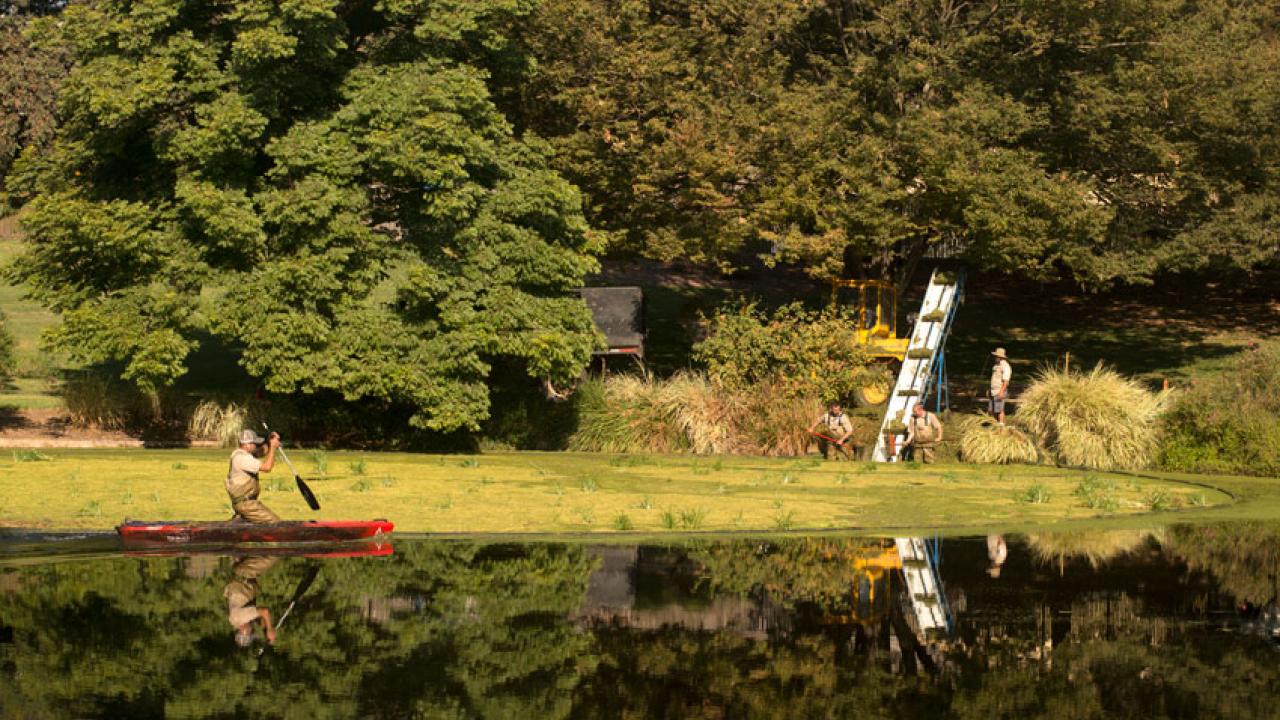 Photo: Clearing algae and weeds from Lake Spafford.