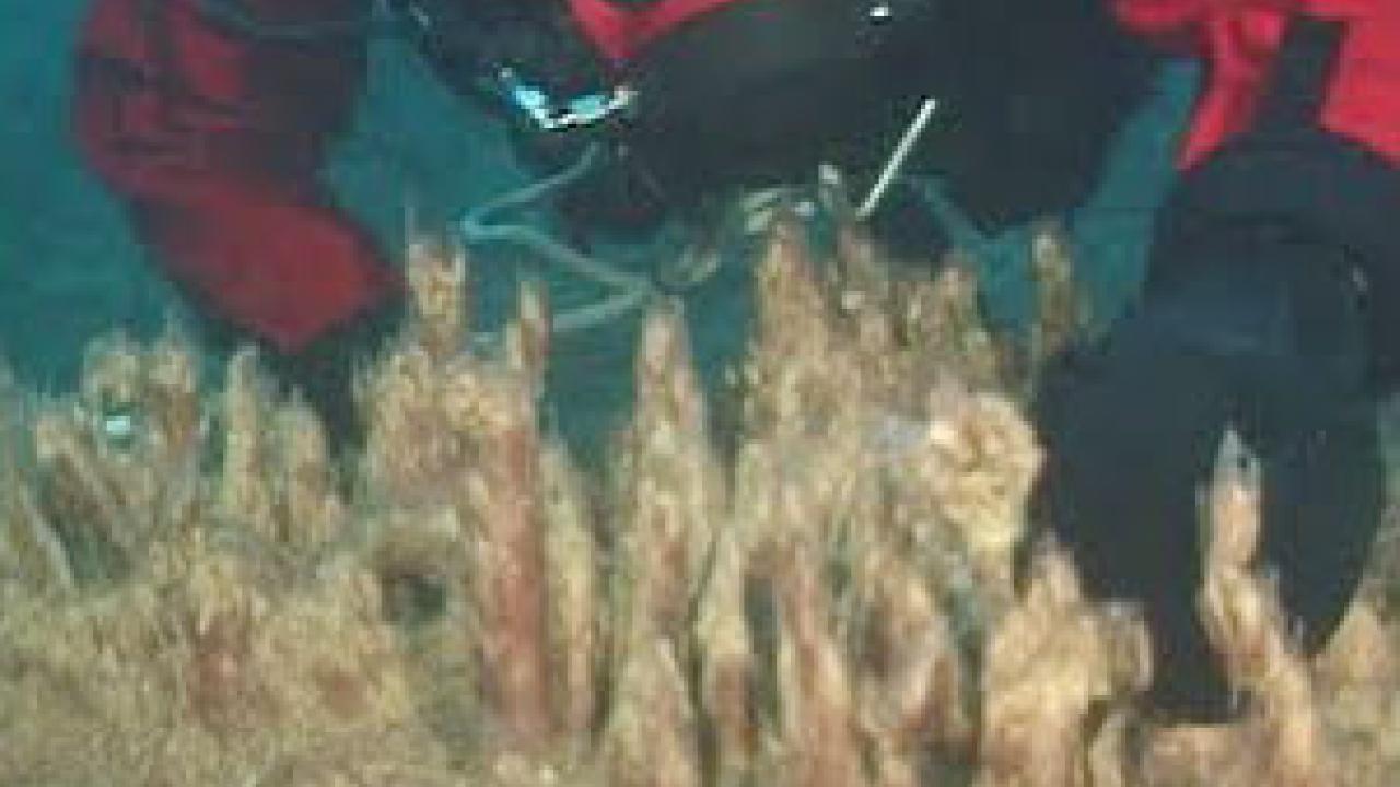 Photo: Diver in the background with plant life in the foreground