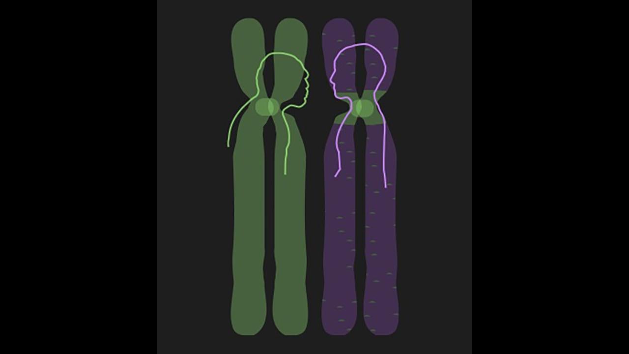 Artwork of Neanderthal and modern human chromosomes