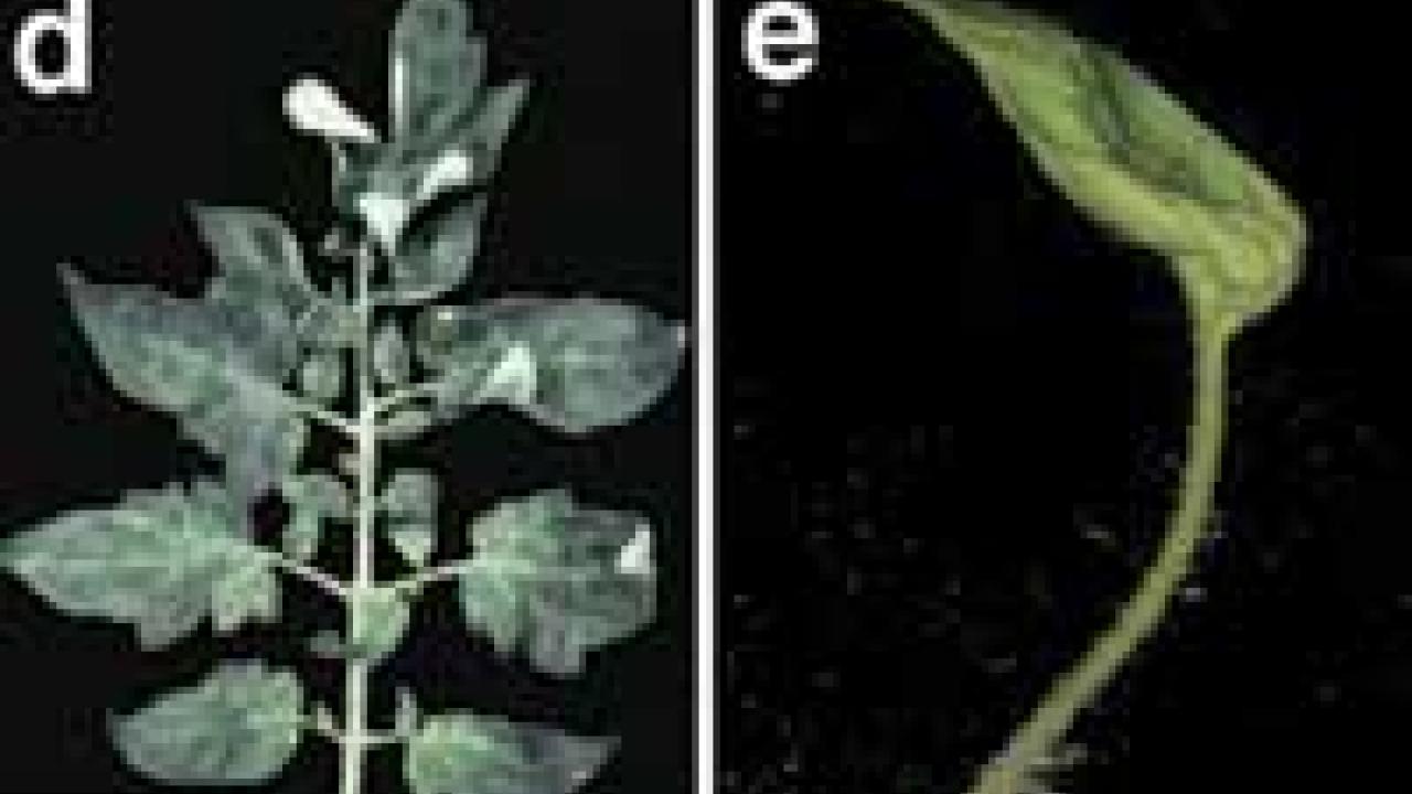 Two photos of tomato leaves against a black background.