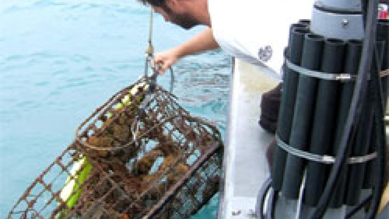photo: man hauling in lobster trap out of ocean