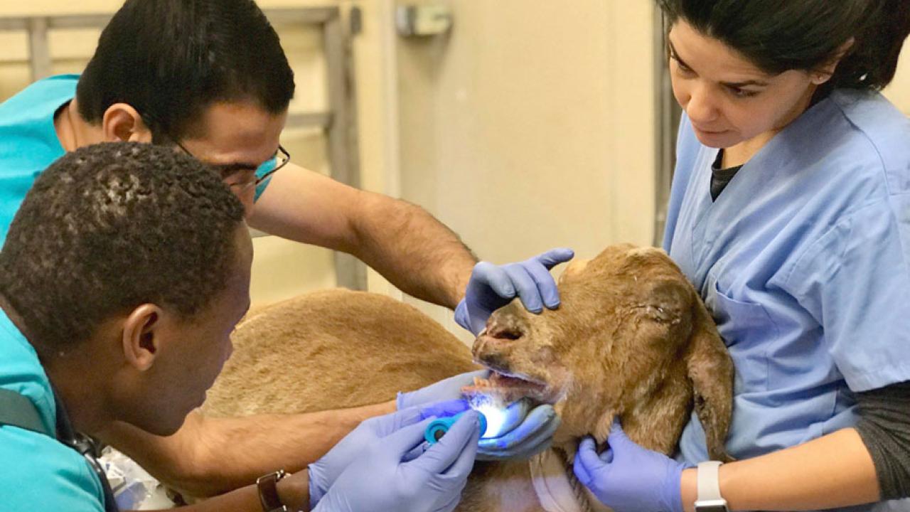 Two veterinarians and a student examine a goat's mouth.