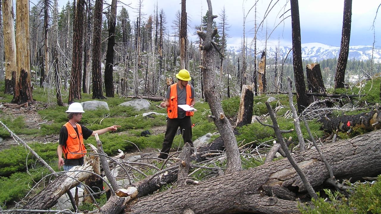 Scientists in forest burned by wildfire