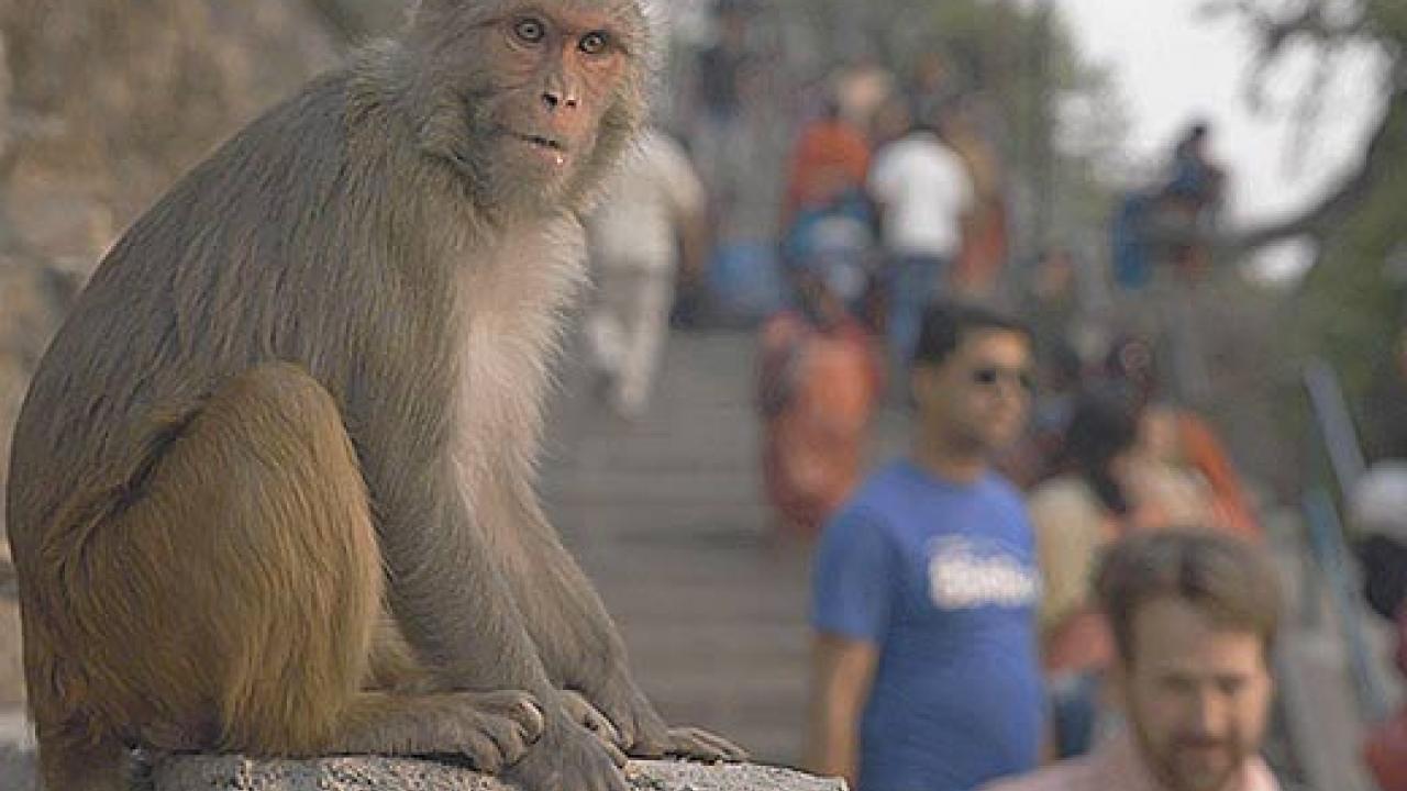 Monkey watching as people pass by