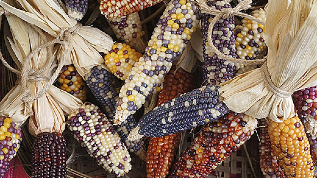 Indian corn varieties in a basket