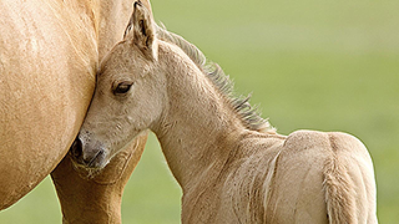 Foal nuzzling mare's side