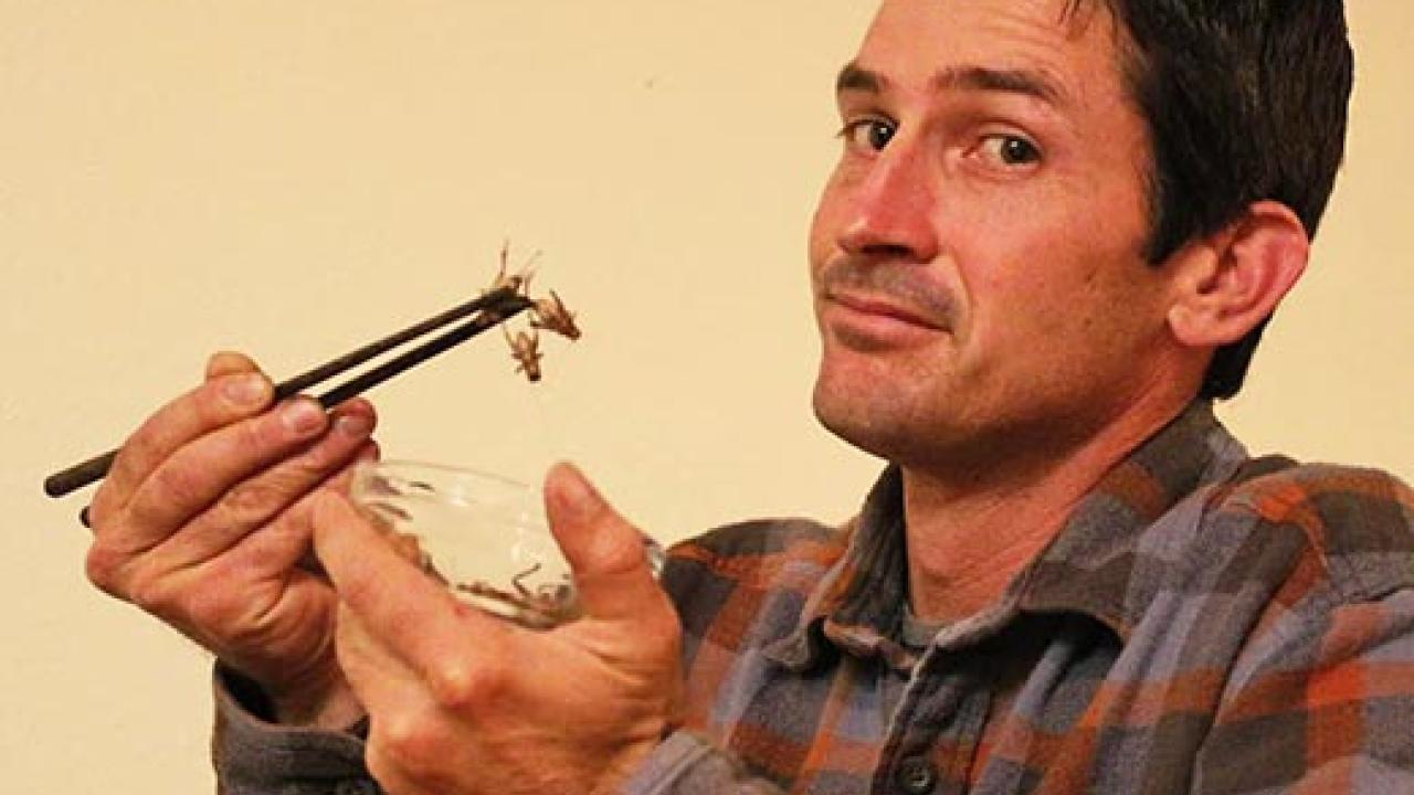 Agronomist Mark Lundy holding a cricket with chopsticks ready to eat.