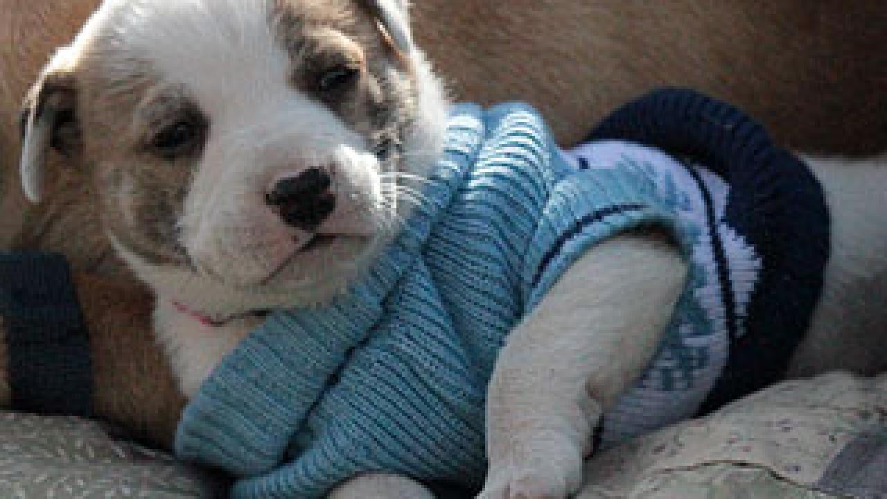 Puppy in sweater