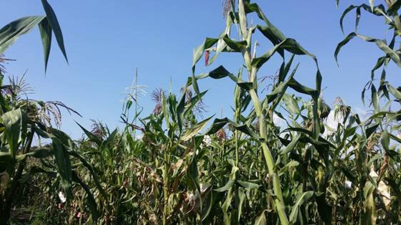 Maize