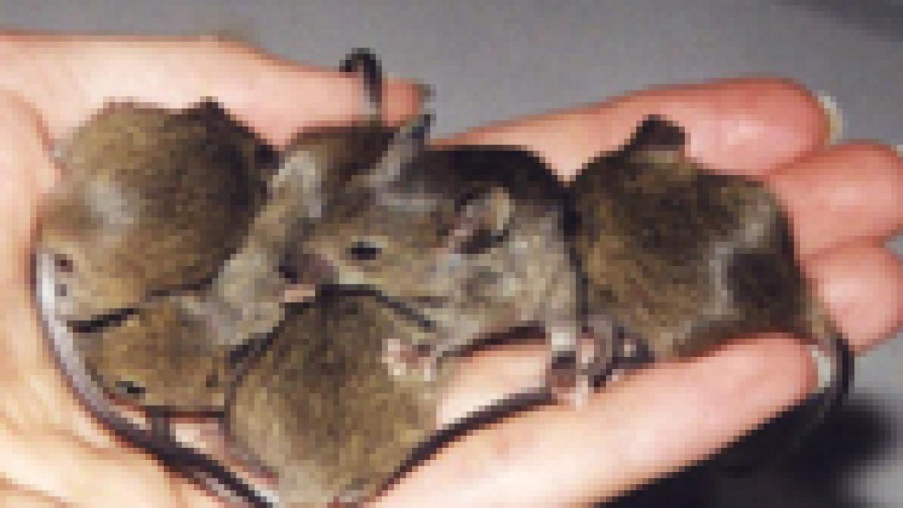 Mice