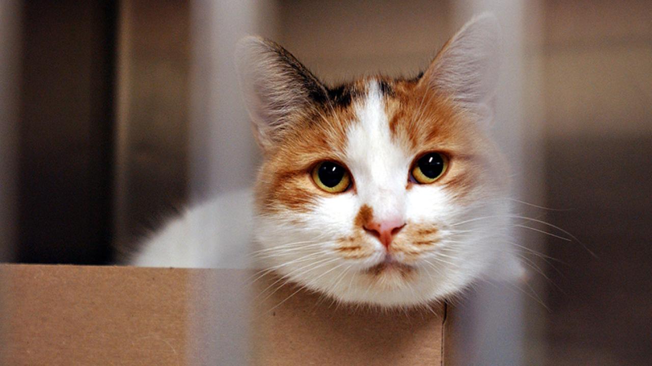 White and tan cat sits in shallow box, peering through cage door.