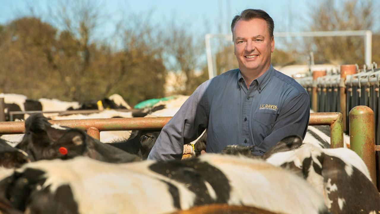 Frank Mitloehner amid cattle