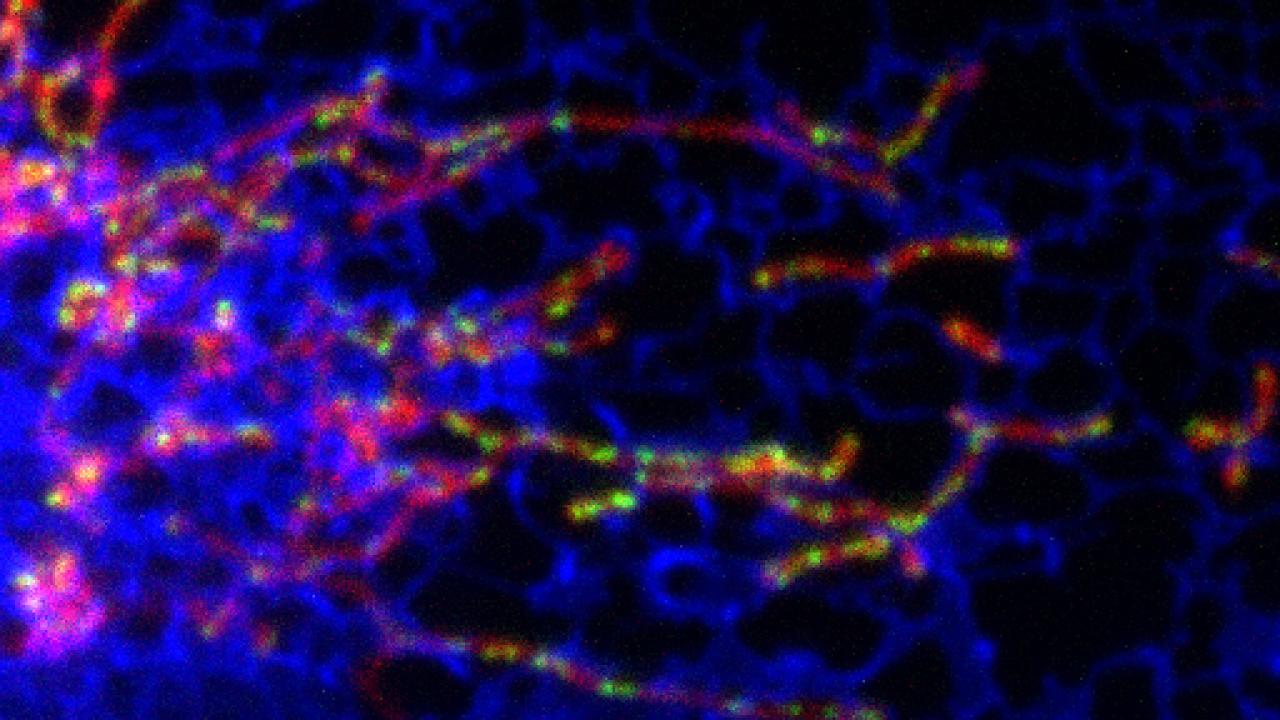 Image of cell contents