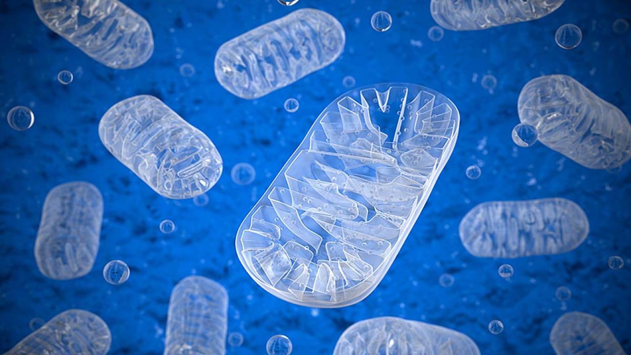 Illustration shows numerous white mitochondria floating against a sea of blue.