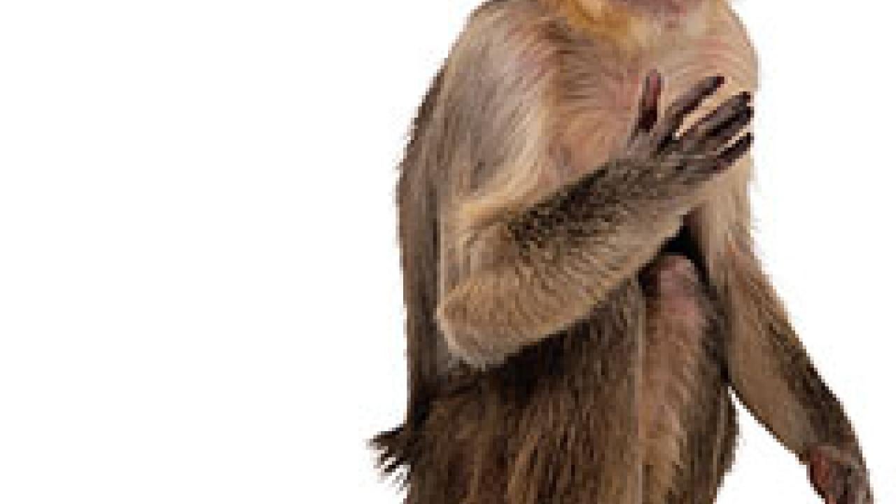 Photo: Small monkey sitting and gesturing