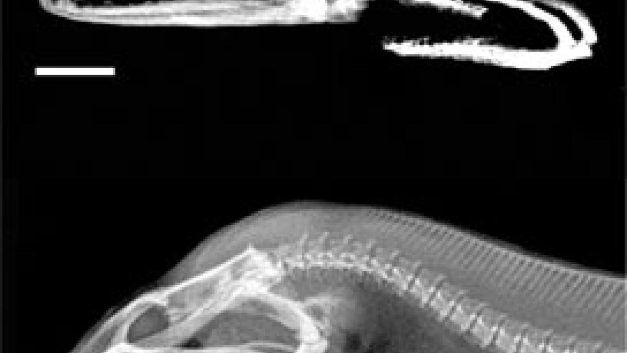 X-ray: two shots of a moray eel's head and jaws, the top with the mouth slightly open, the bottom with the mouth wide open, showing the second set of