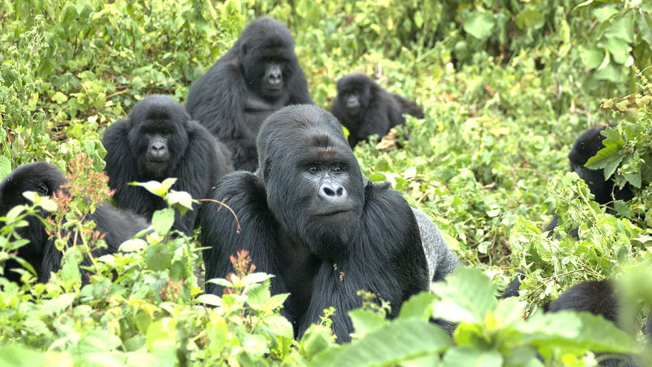 Family of mountain gorillas 