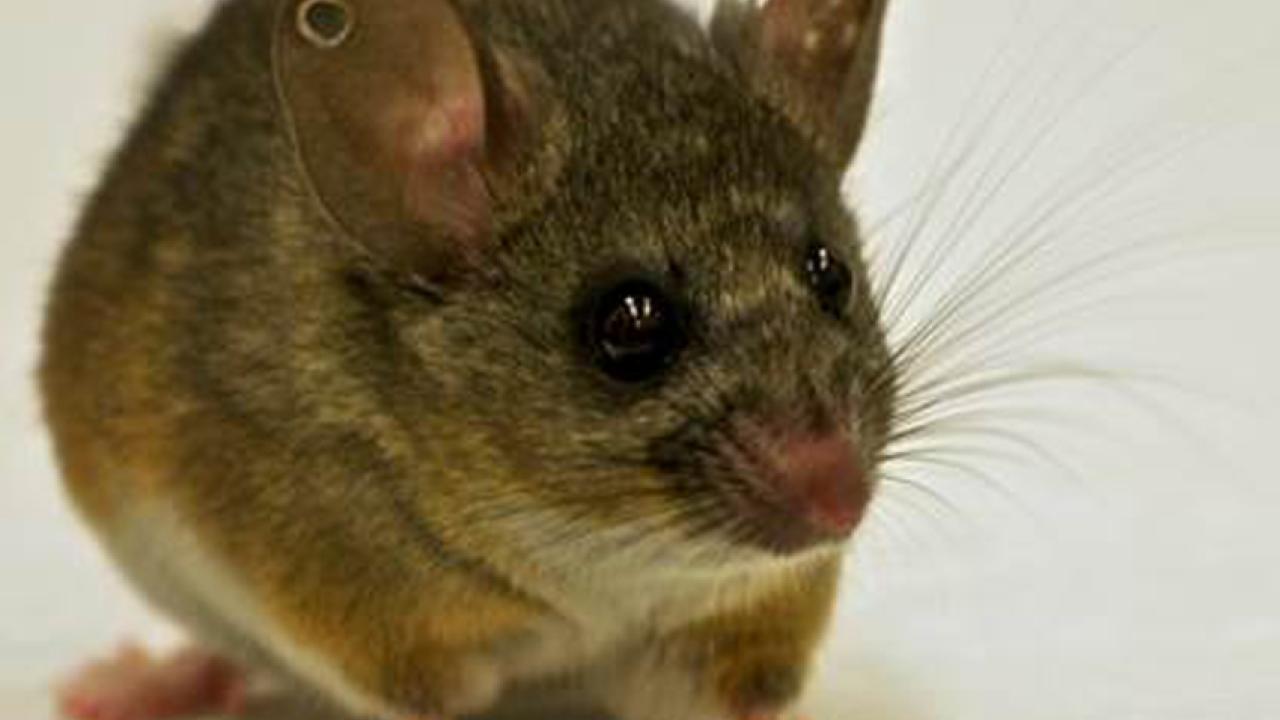 California mouse