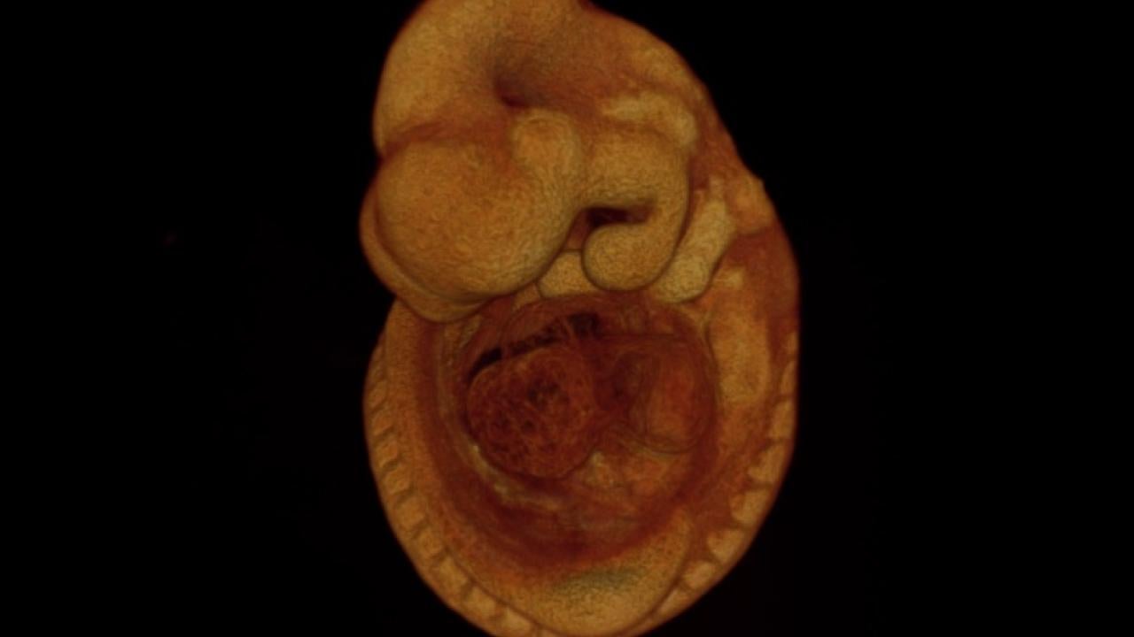 Mouse embryo