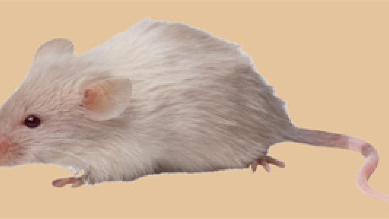 Mouse