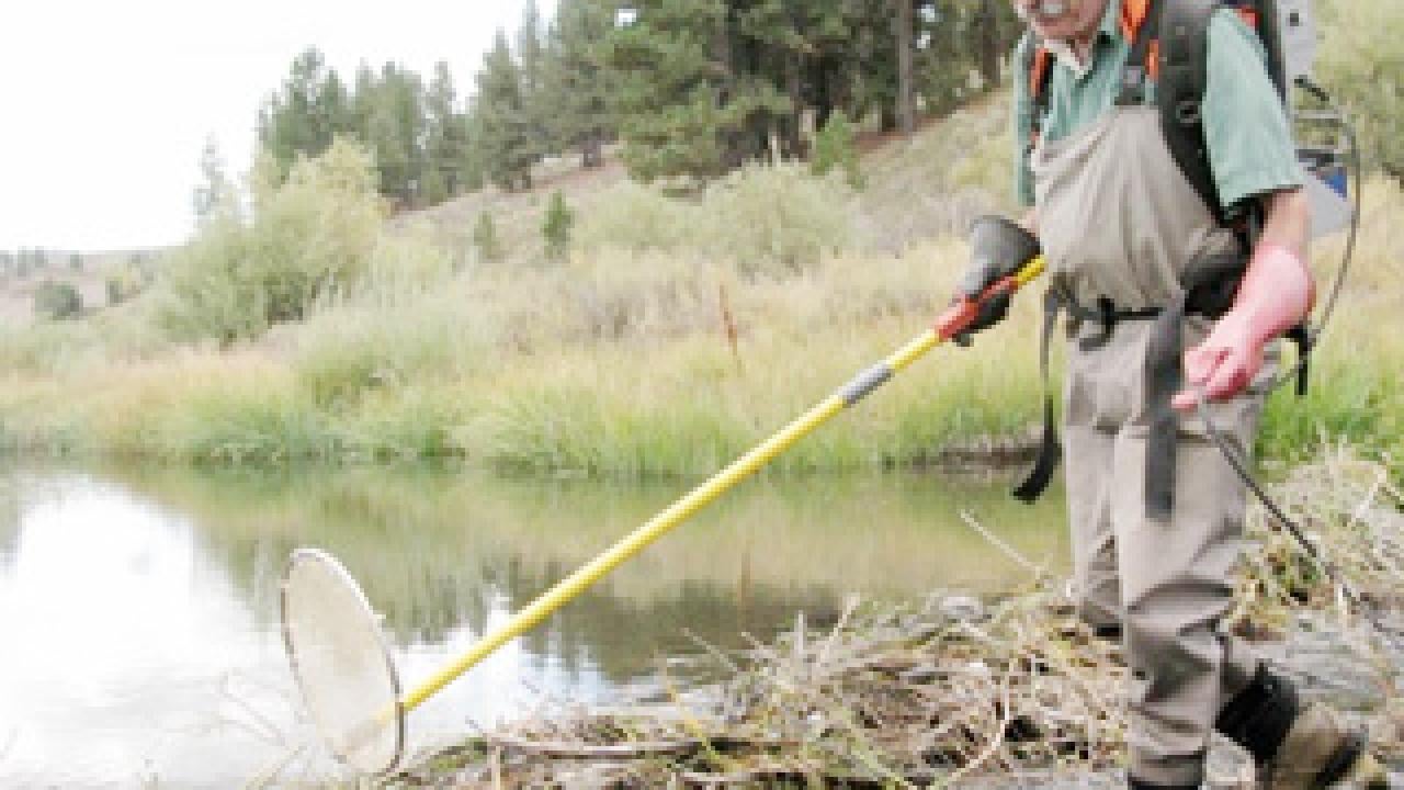 Peter Moyle at the edge of a stream with a fish net in hand