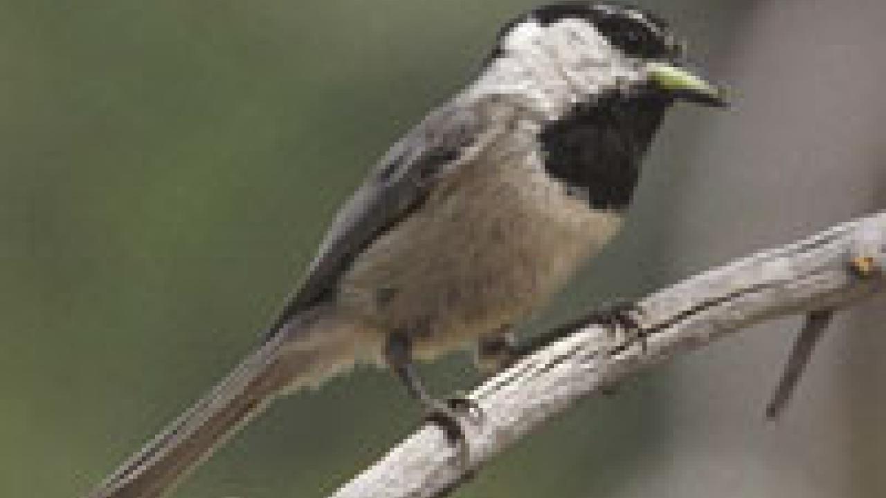 Black-capped chickadees seem to excel in environments of low-level chronic stress 