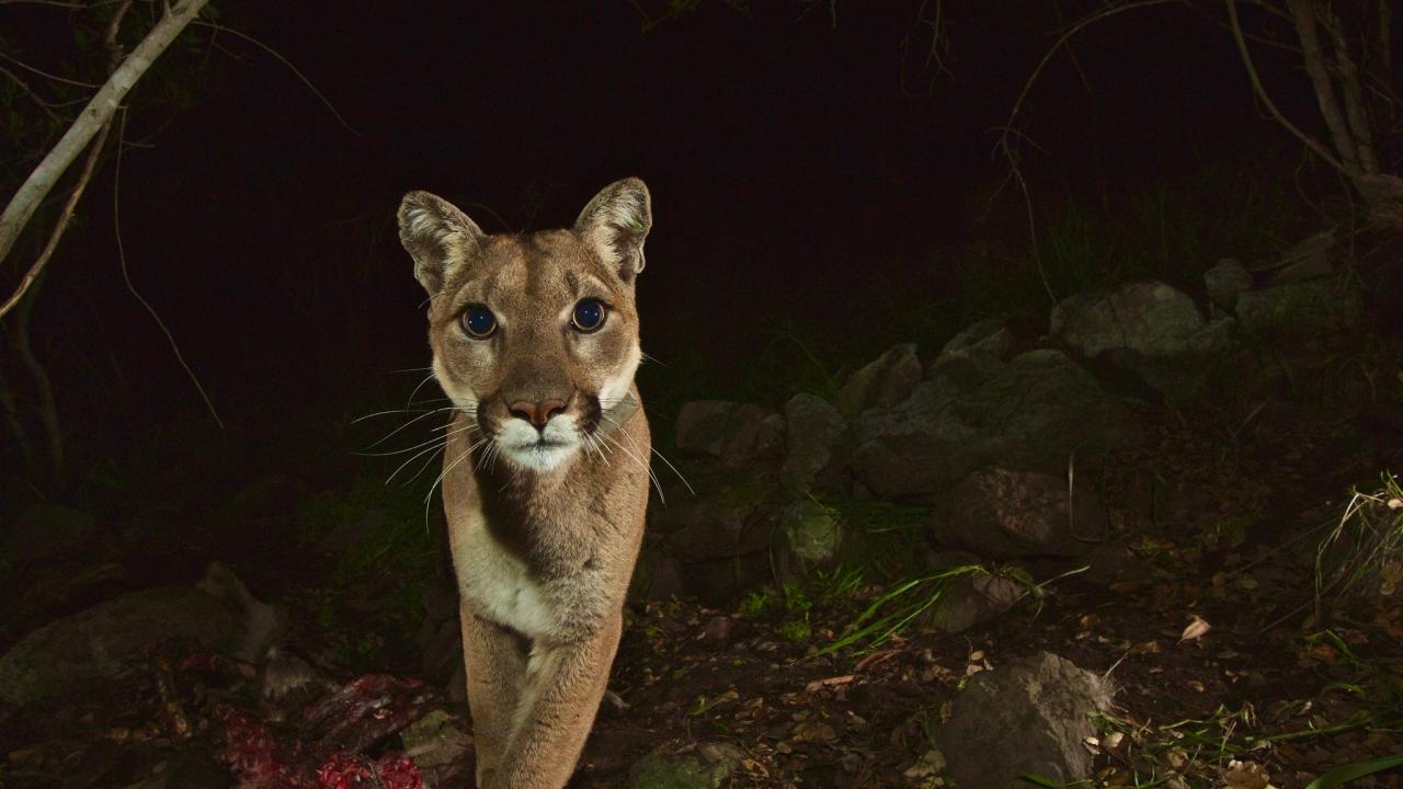 Female mountain lion 