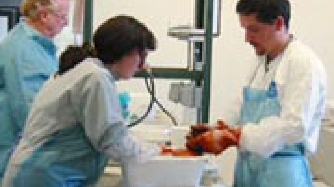 Volunteers remove oil from birds in a series of soapy baths.