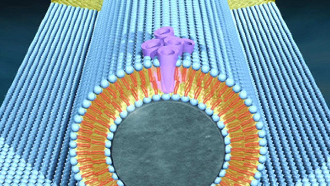 Bionanocircuit consisting of protein molecules inserted into a lipid membrane surrounding a silicon wire only 30 nanometers in diameter.