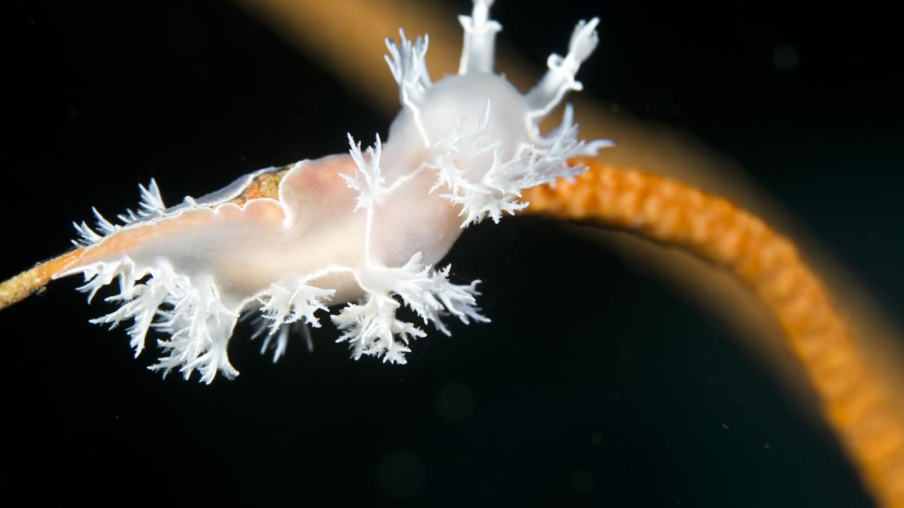 Nudibranch