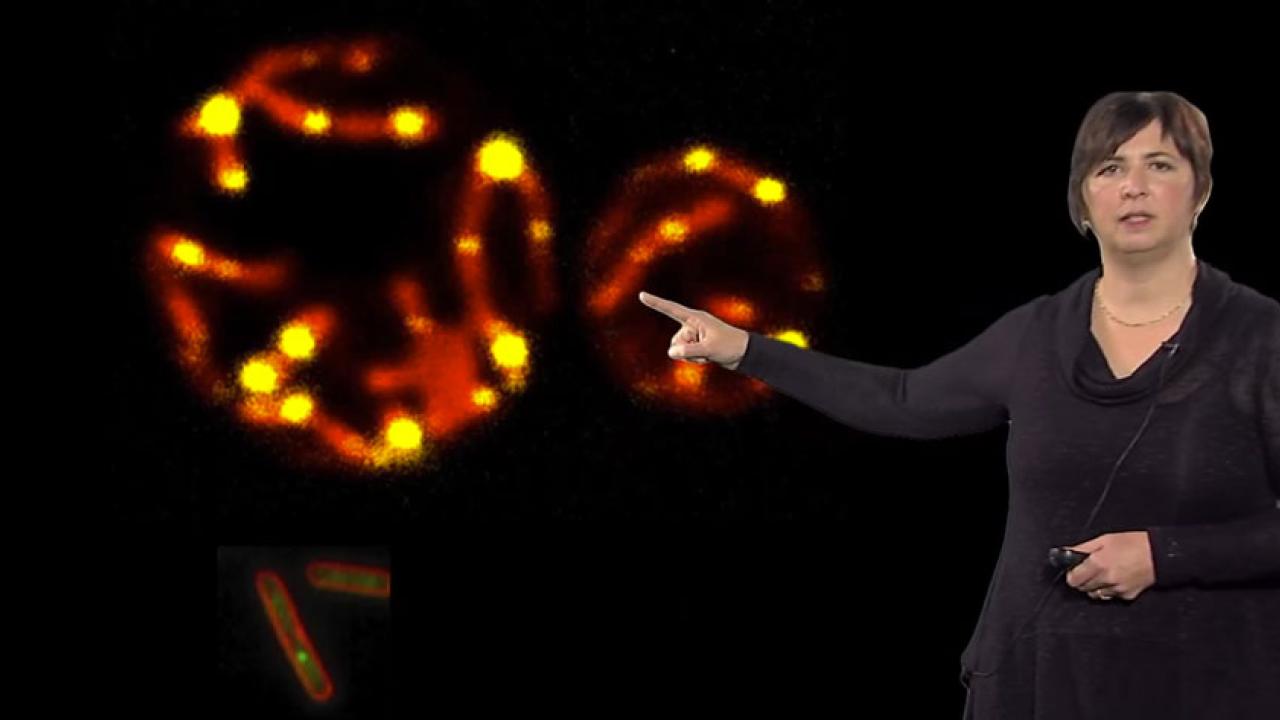 Screen shot: Jodi Nunnari on video, pointing to mitochondria.