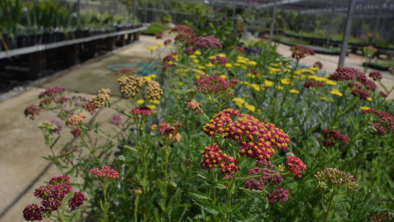 Flowers in the Arboretum Teaching Nursery