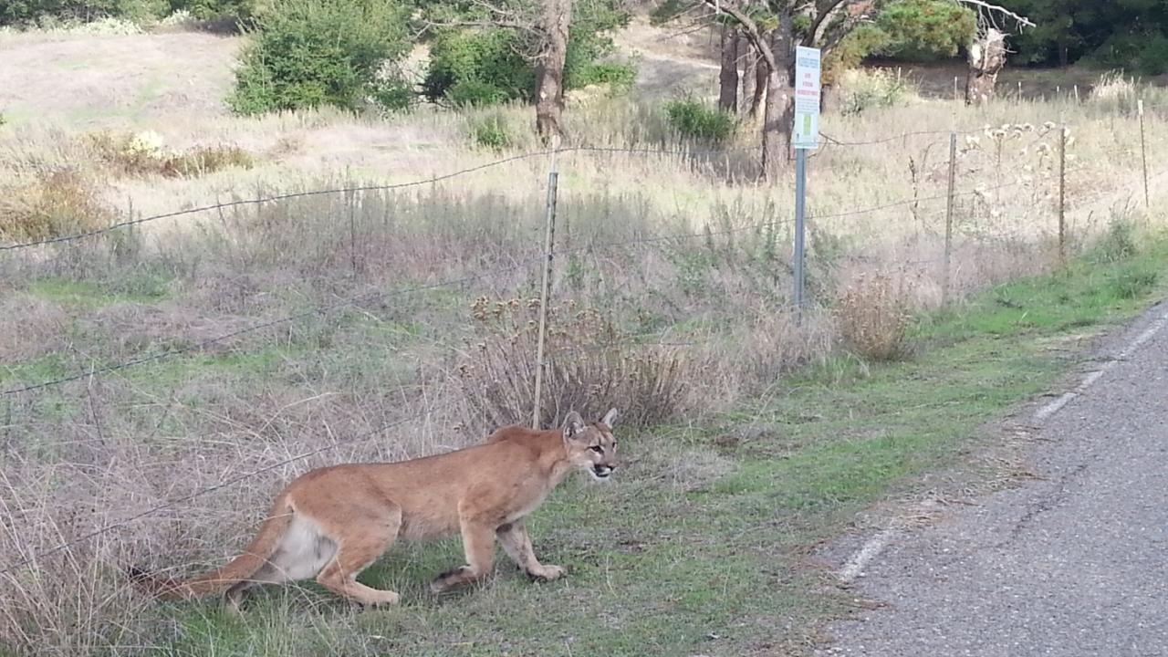Mountain lion approaches highway