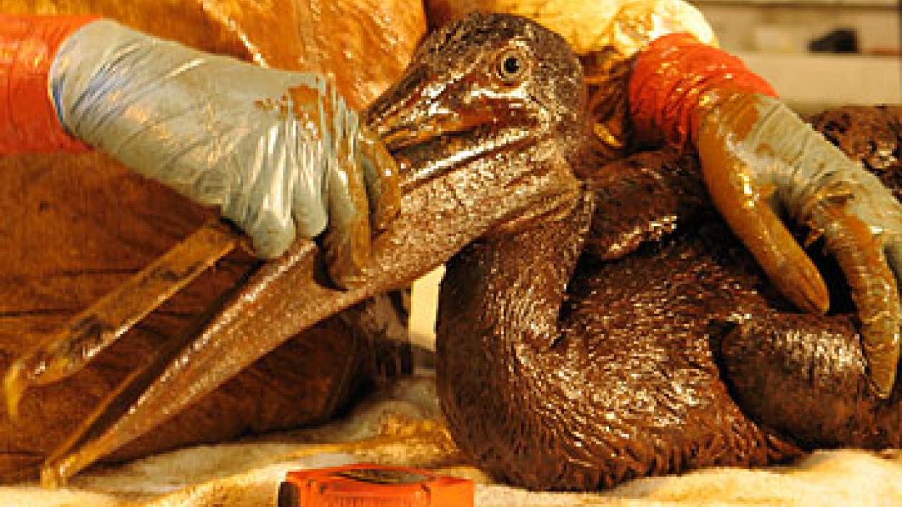Photo: oiled pelican in gloved hands