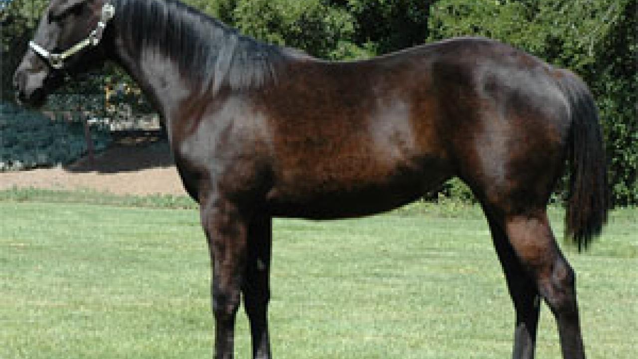 Photo: bay filly posing on grass