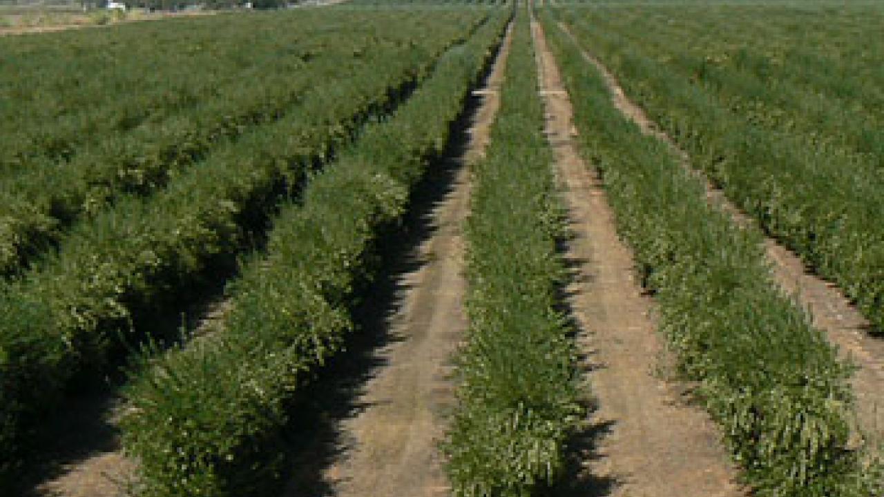 Photo: rows of olives in a grove
