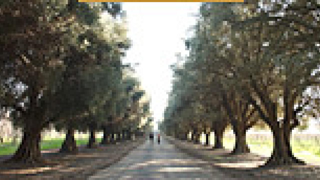 photo: road lined by olive trees