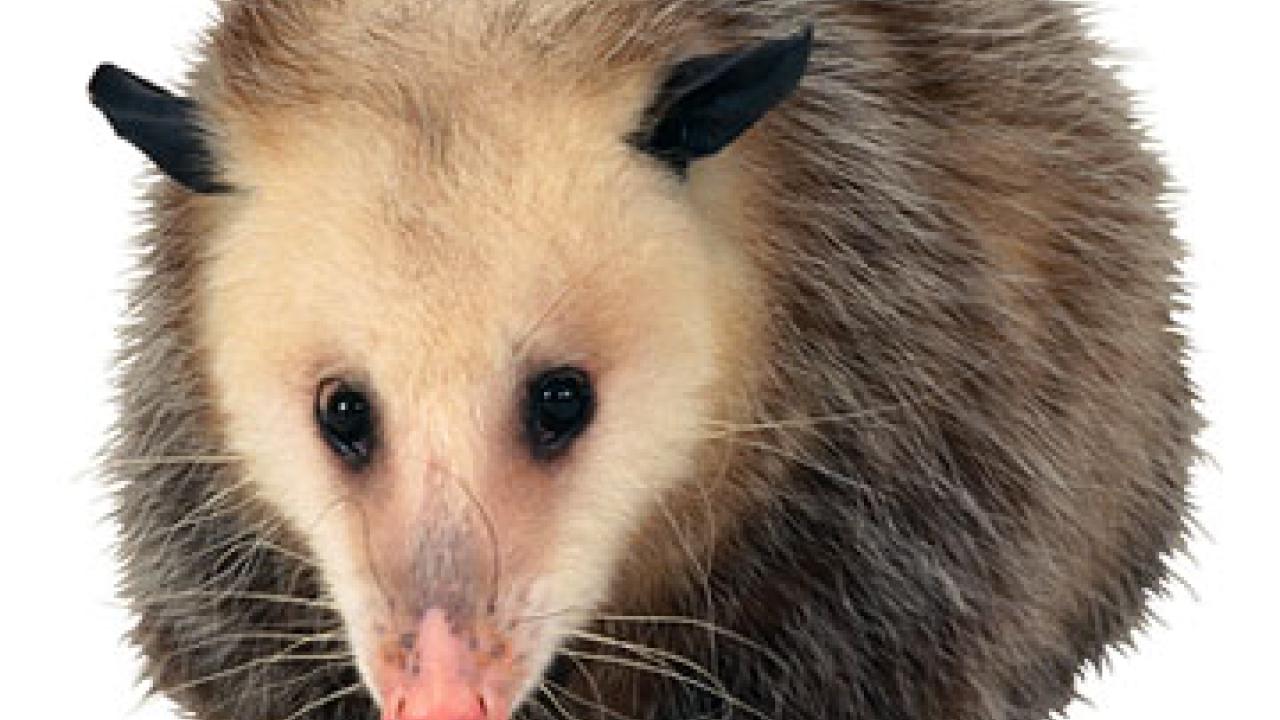 Photo: opossum